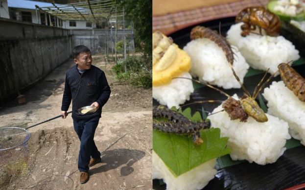 Las cucarachas ya son un negocio rentable en pa&iacute;ses como China