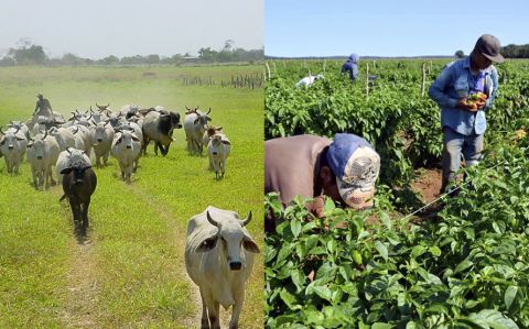 El desarrollo de la IA podría incrementar productividad agropecuaria de Venezuela