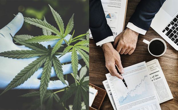 Cada vez m&aacute;s empresas comienzan a explorar el cannabis