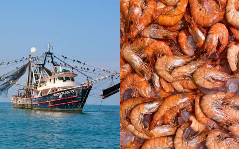 Las oportunidades que existen en la exportación de camarones