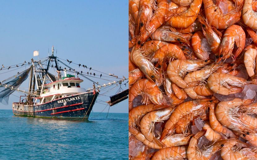 Las oportunidades que existen en la exportación de camarones