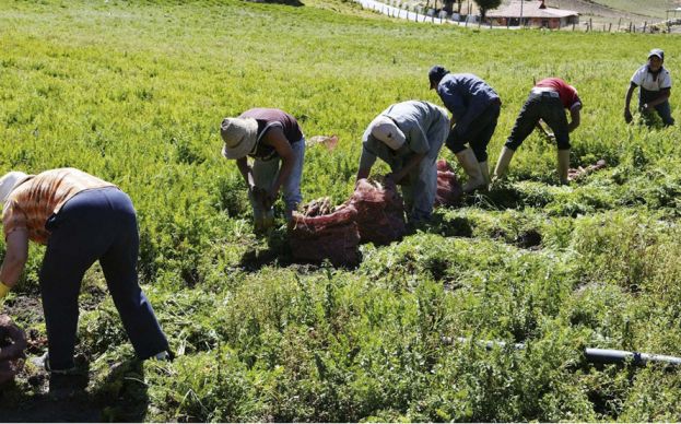 Estas son las tecnologías a desarrollar para agilizar desarrollo agrícola nacional