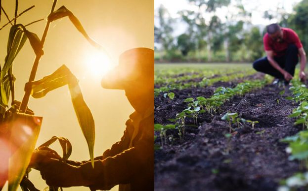 Nestlé busca emprendedores agrícolas que funcionen como proveedores