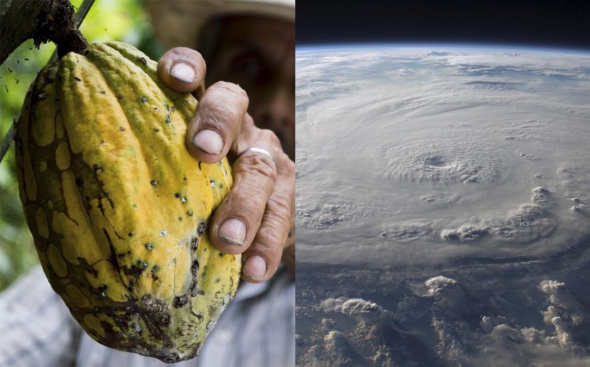 Chocolateros venezolanos deberán adaptarse a los efectos del cambio climático